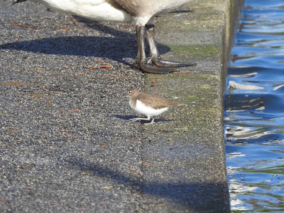 Common Sandpiper - ML644595558