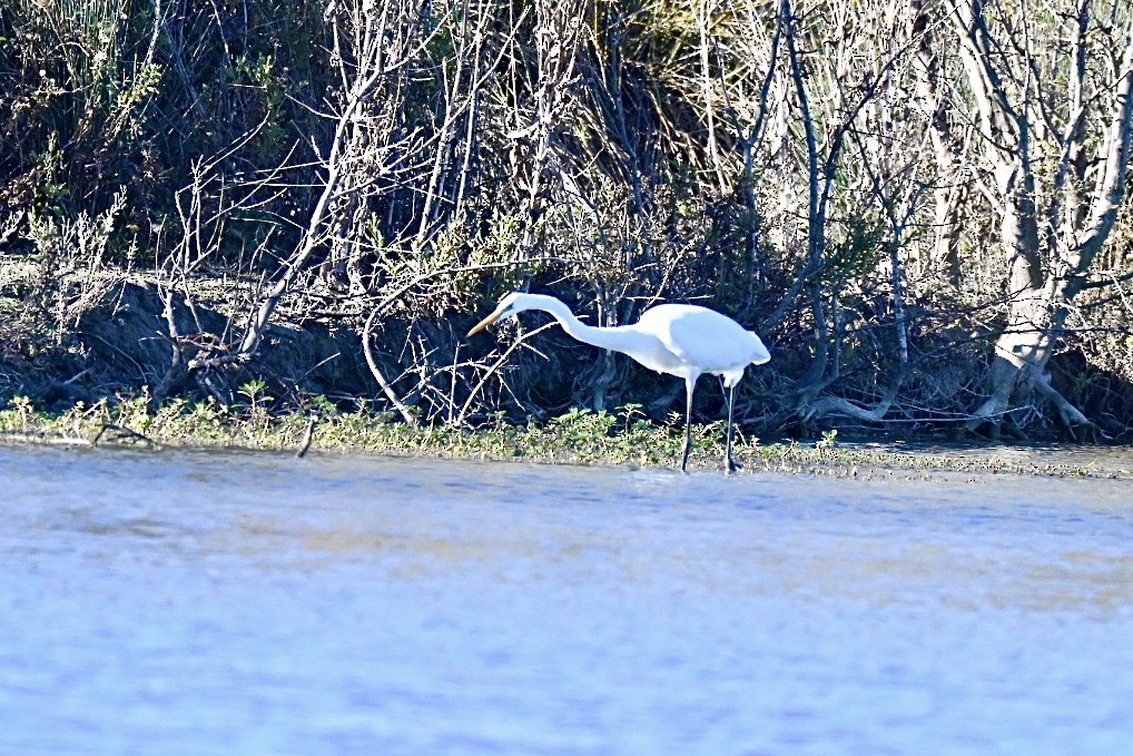 Great Egret - ML644595559