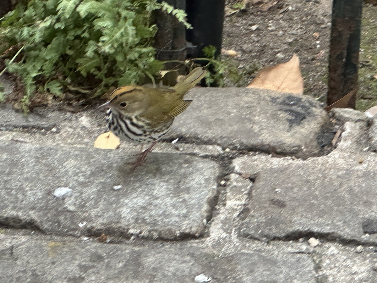 Ovenbird - ML644595564