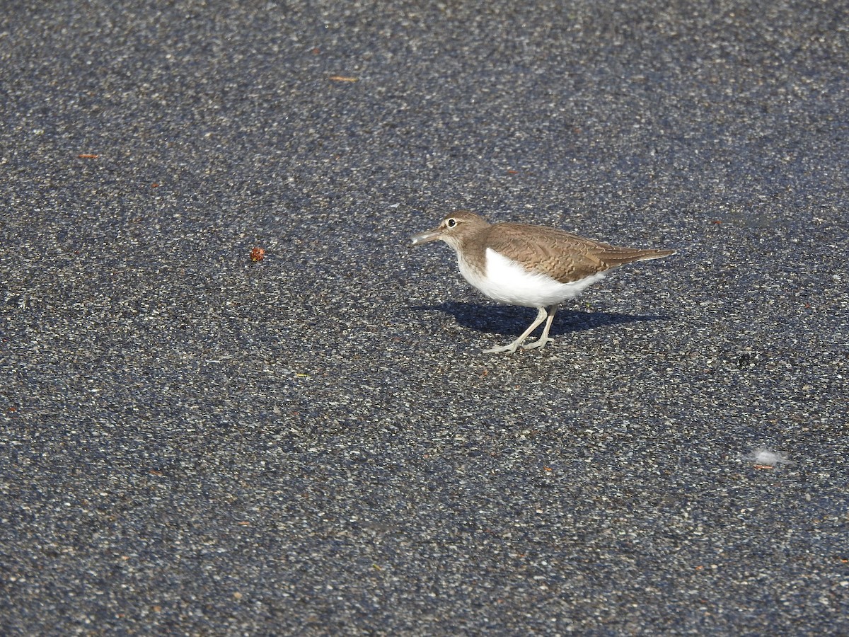 Common Sandpiper - ML644595569