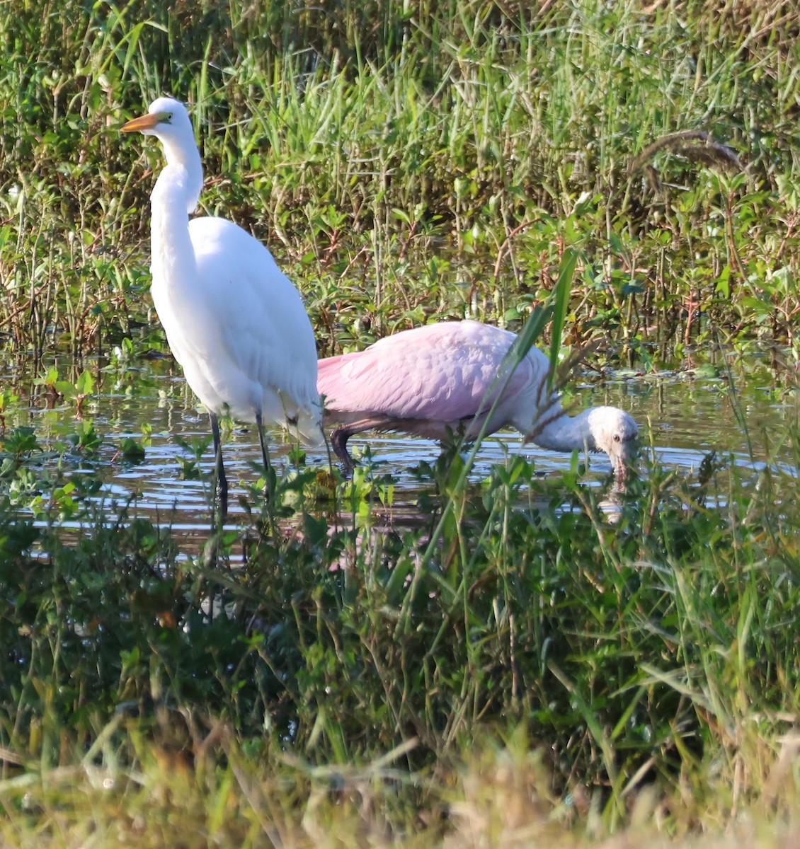 kolpík růžový - ML644595570