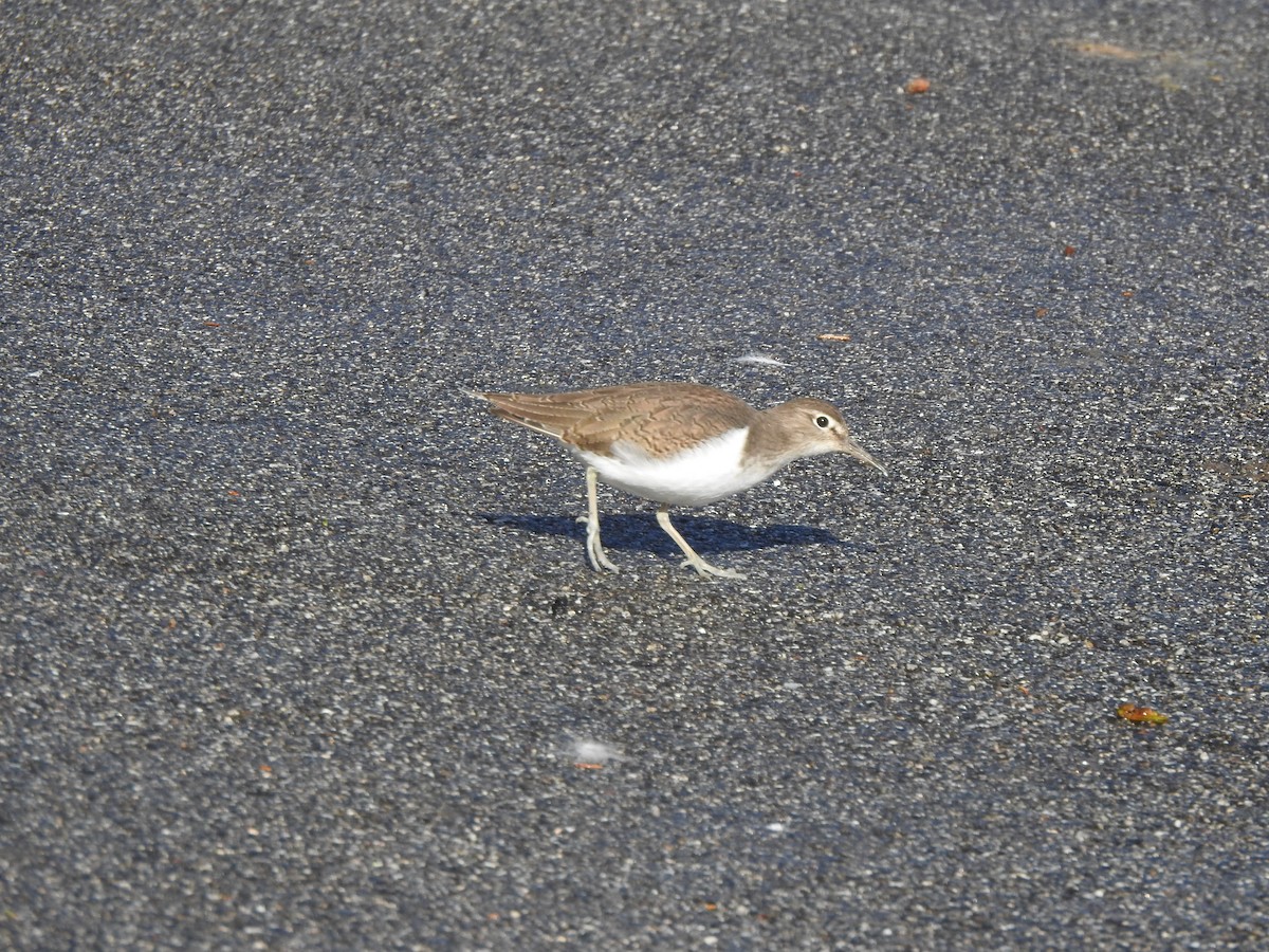 Common Sandpiper - ML644595571