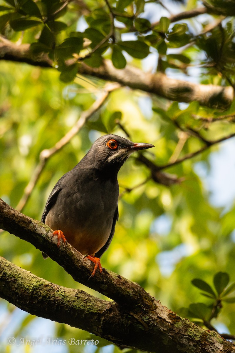 Western Red-legged Thrush - ML644595572