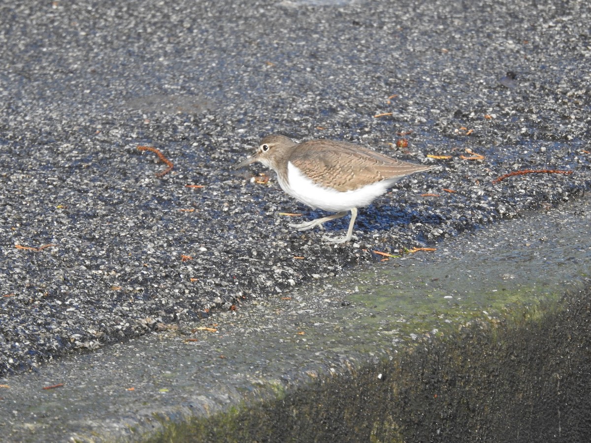Common Sandpiper - ML644595573