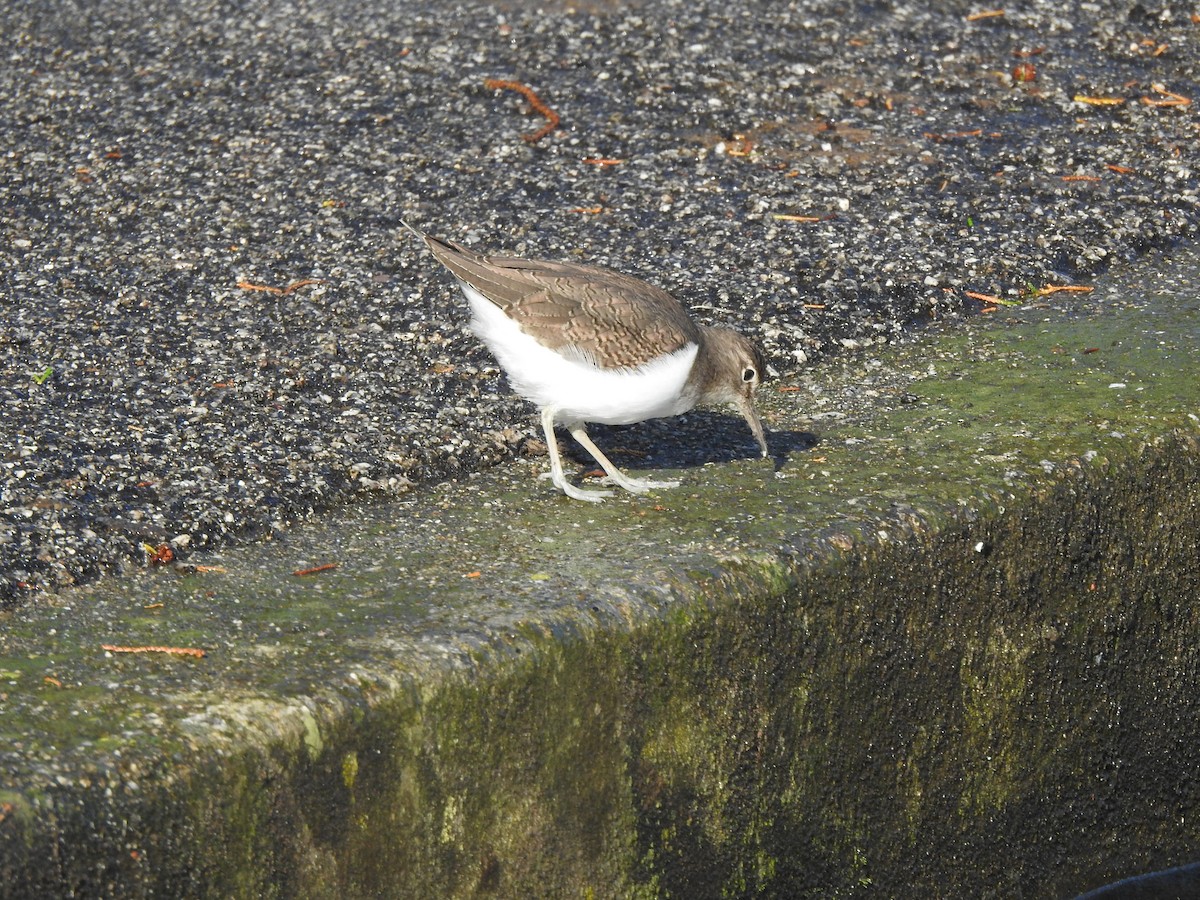 Common Sandpiper - ML644595575