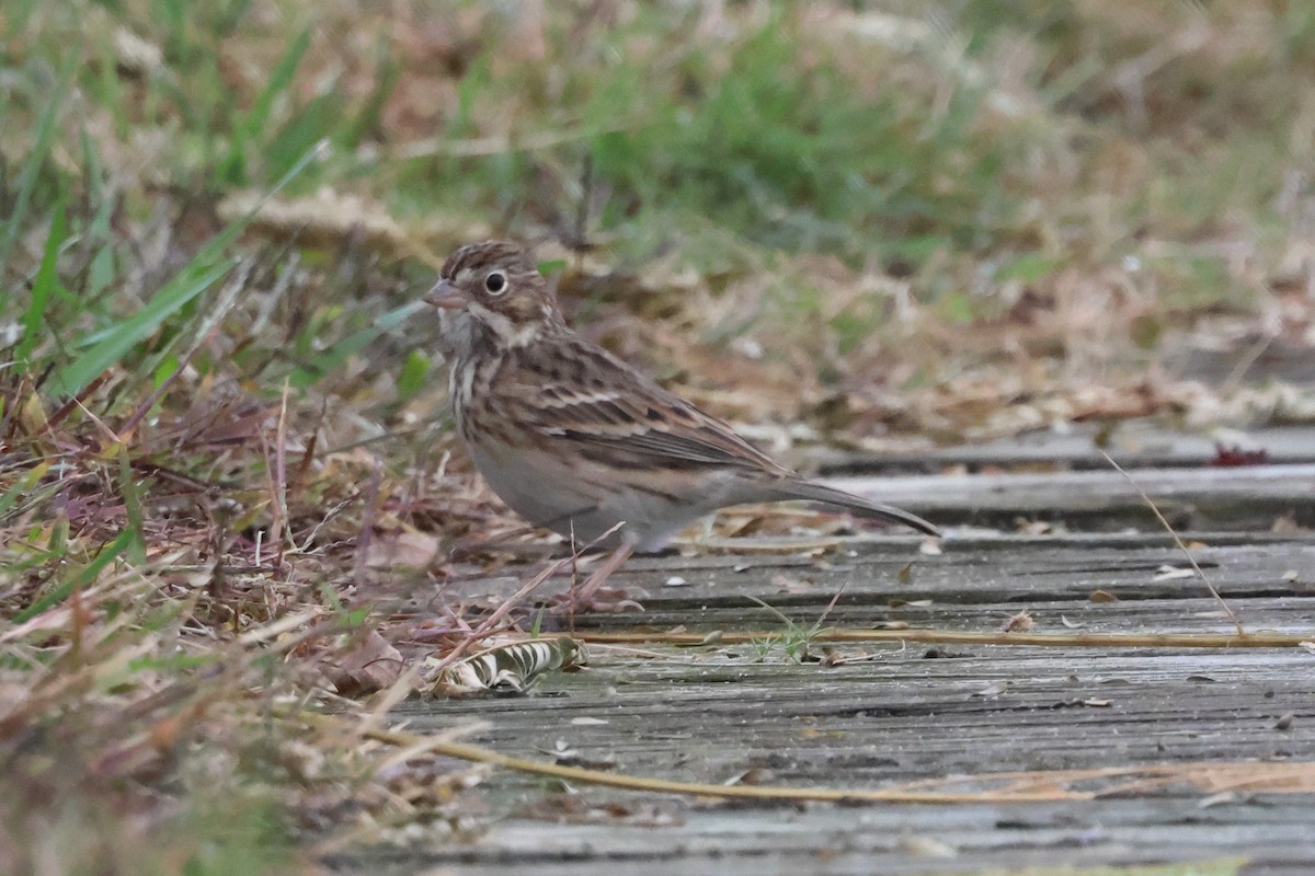 Vesper Sparrow - ML644595586
