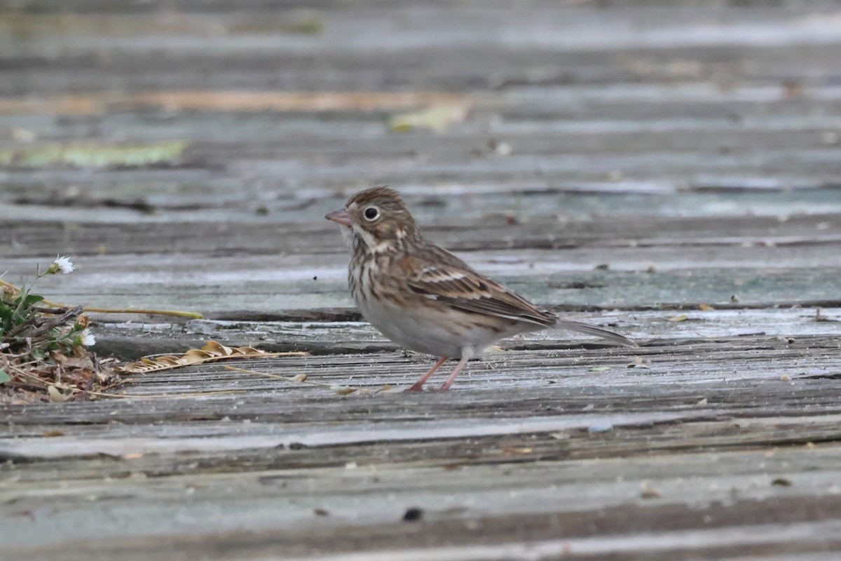 Vesper Sparrow - ML644595587