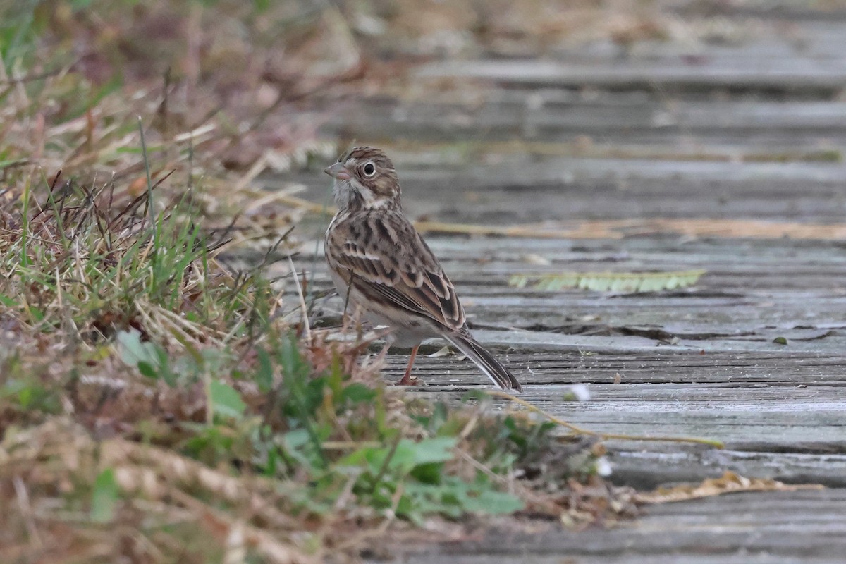 Vesper Sparrow - ML644595588