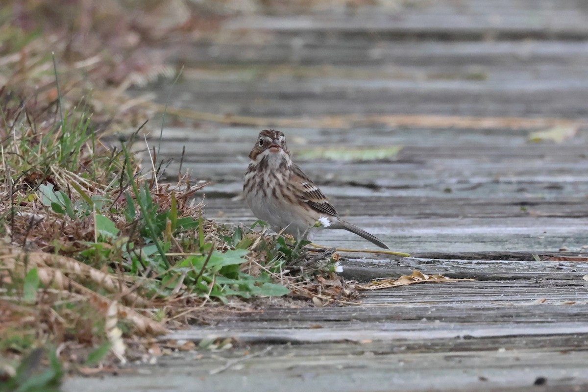Vesper Sparrow - ML644595589