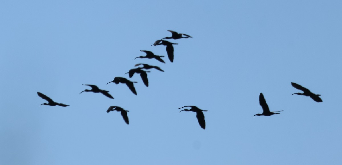 Çeltikçi/Ak Yüzlü Çeltikçi - ML644595598