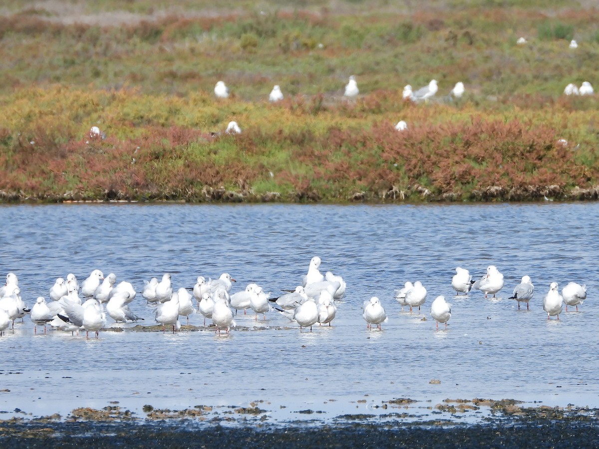 Black-headed Gull - ML644595599