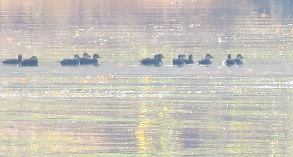 Black Scoter - ML644595600