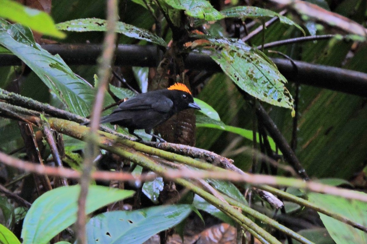 Tawny-crested Tanager - ML644595603