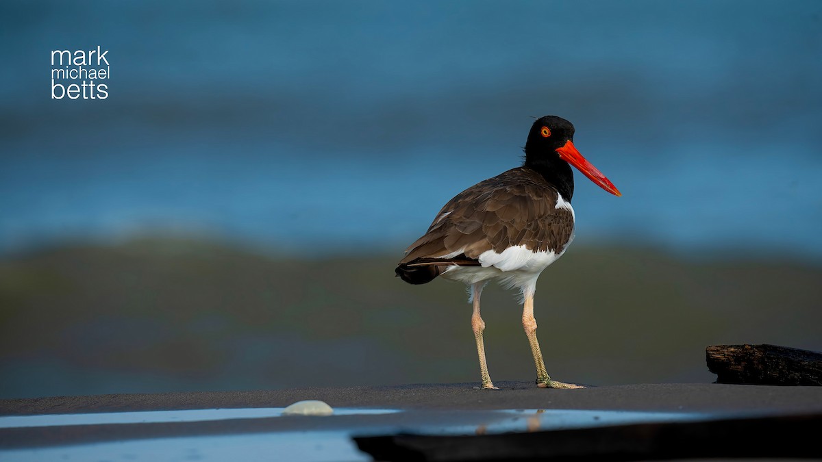 American Oystercatcher - ML644595612