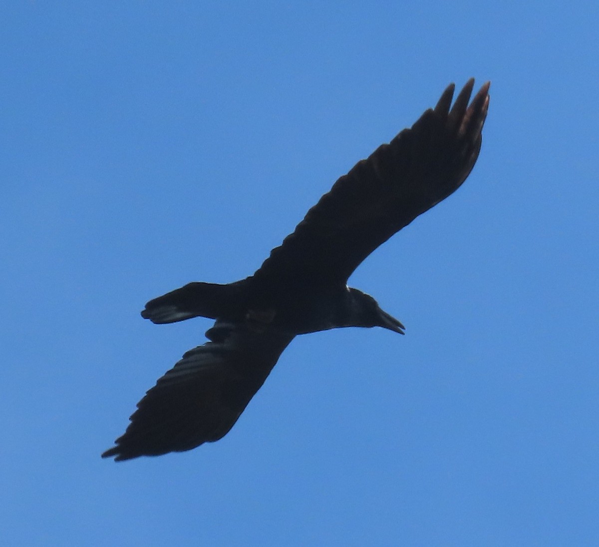 American Crow - ML644595613