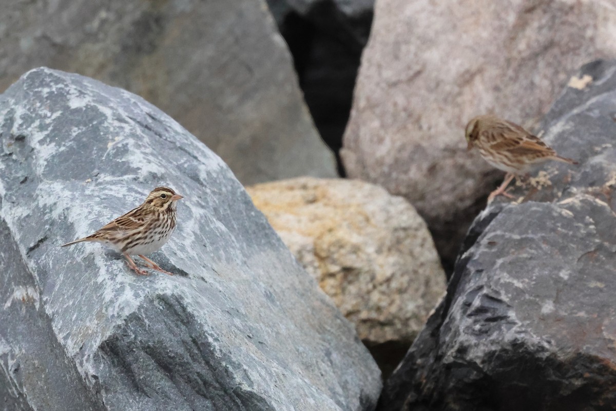 strnadec luční - ML644595620