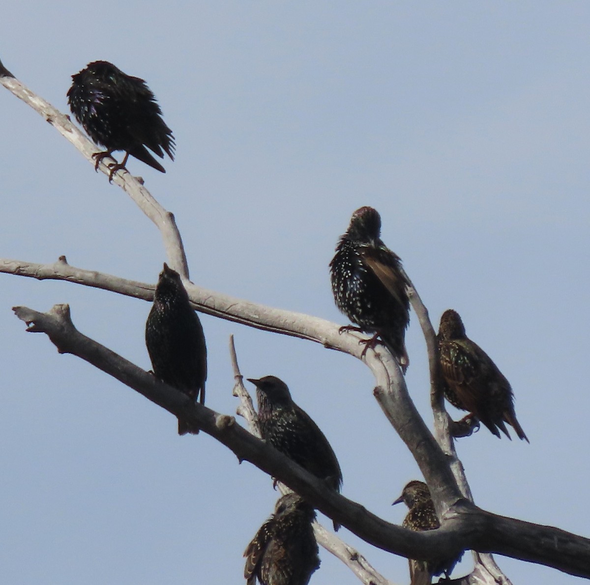 Arabazozo pikarta - ML644595627