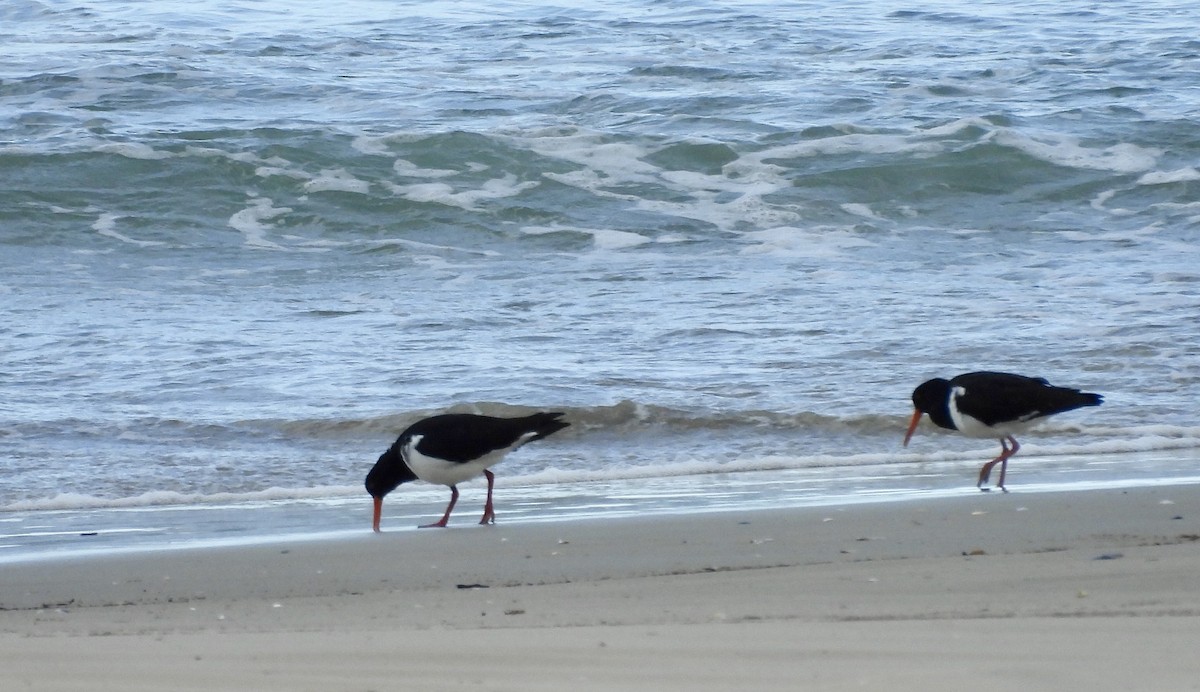 ústřičník dlouhozobý - ML644595636