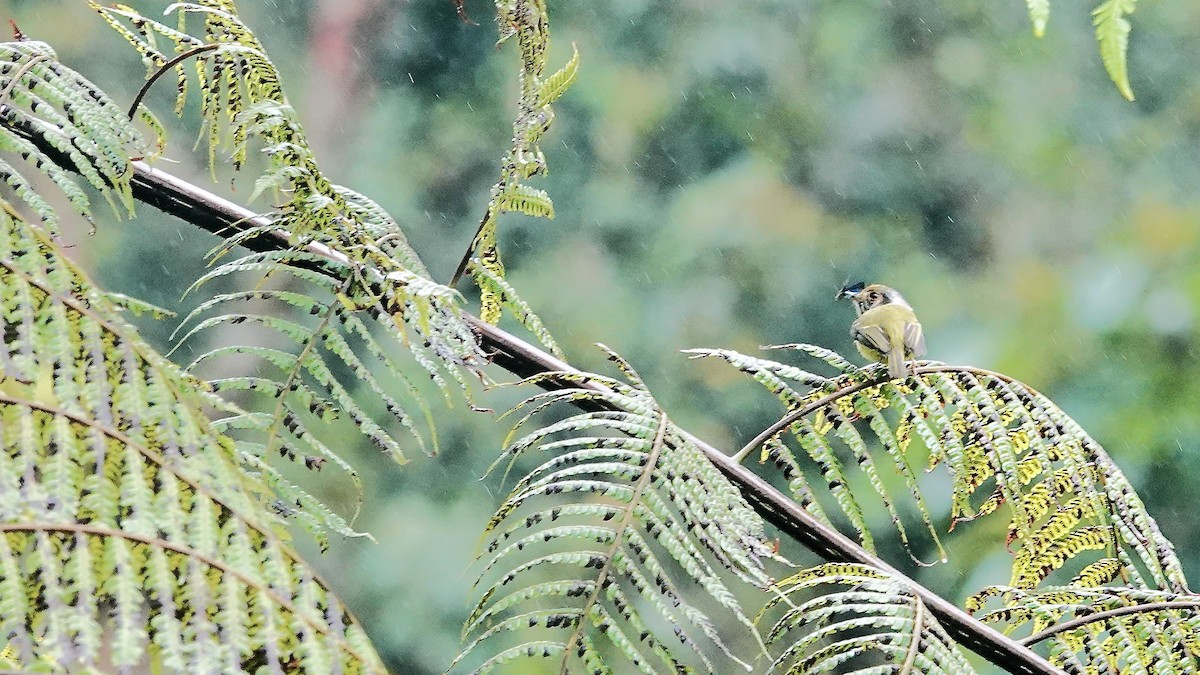 gulbukknøttyrann - ML644595639