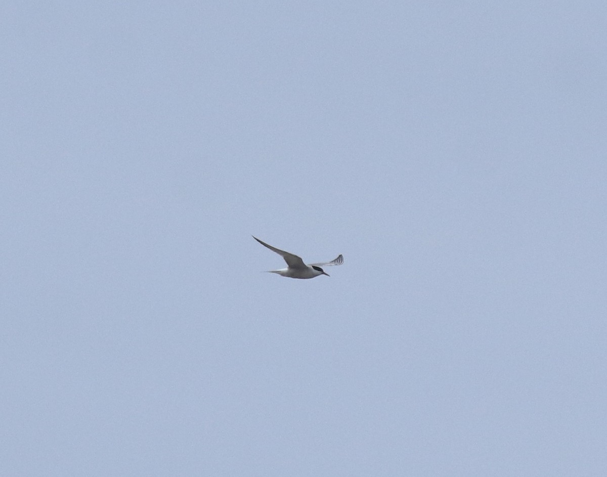 Common Tern - ML644595640