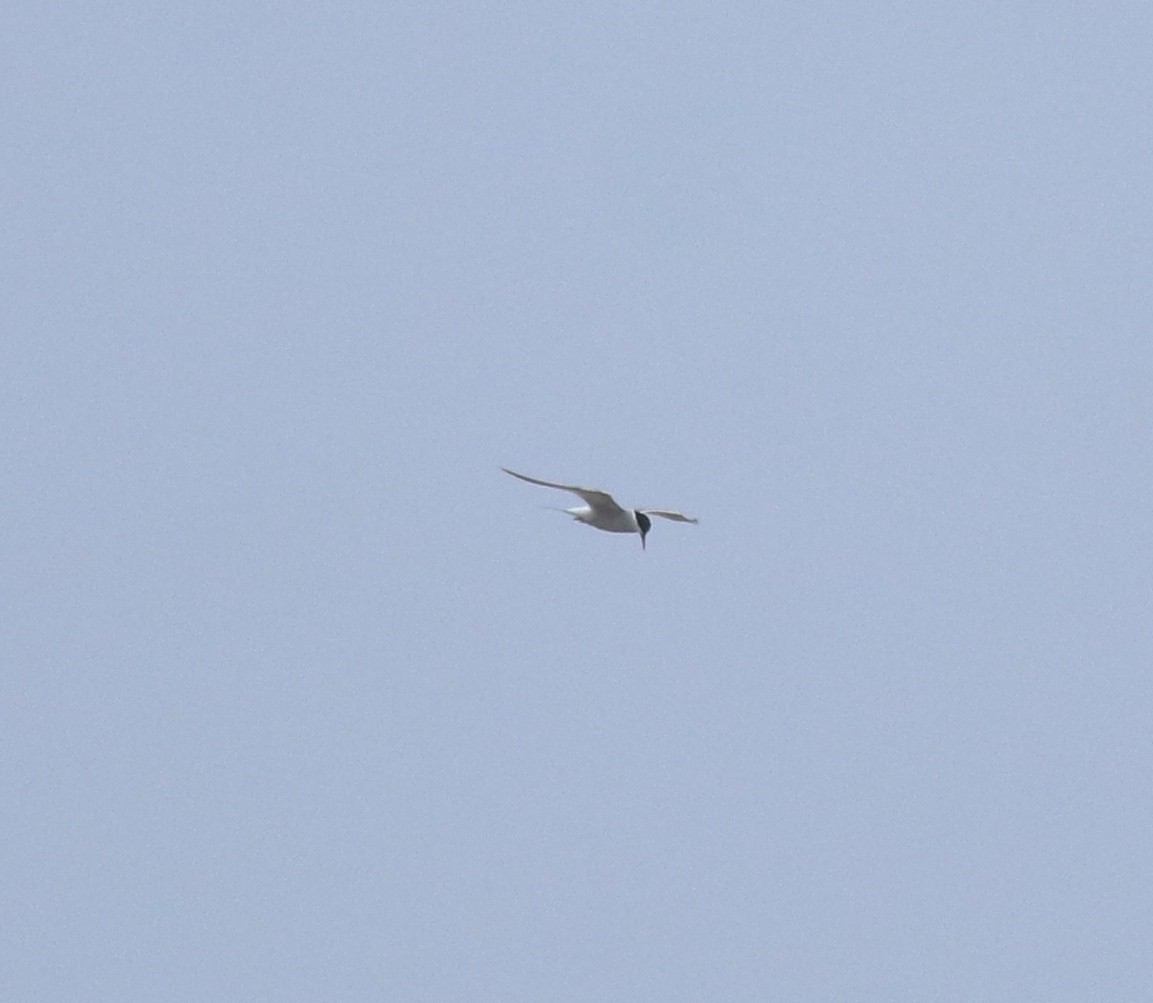 Common Tern - ML644595641