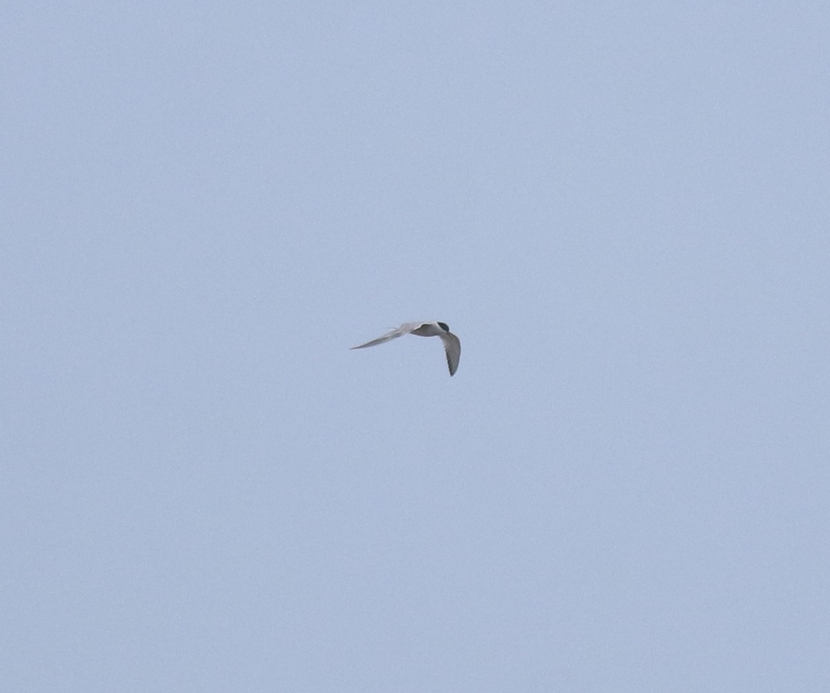 Common Tern - ML644595642