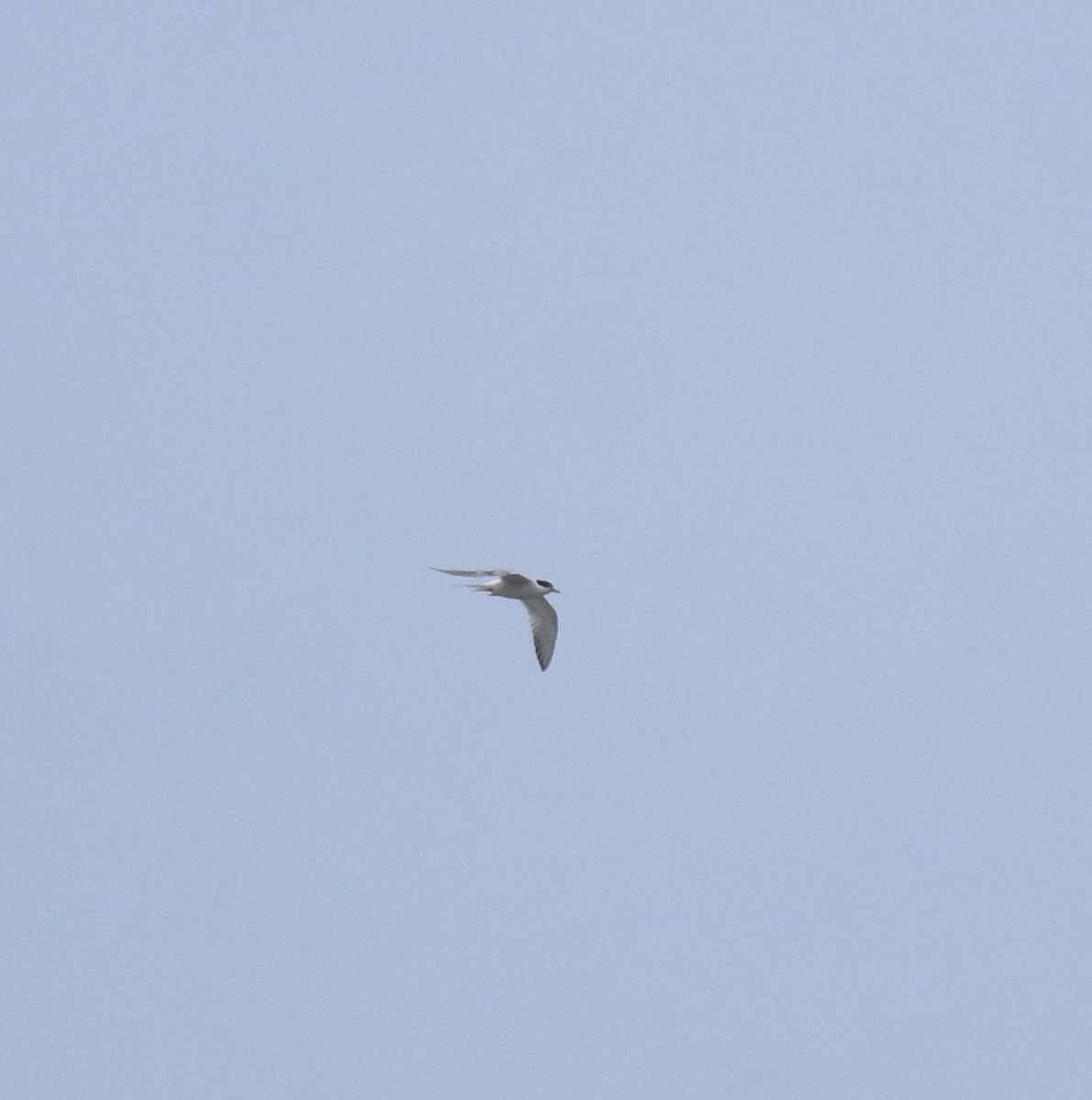 Common Tern - ML644595643