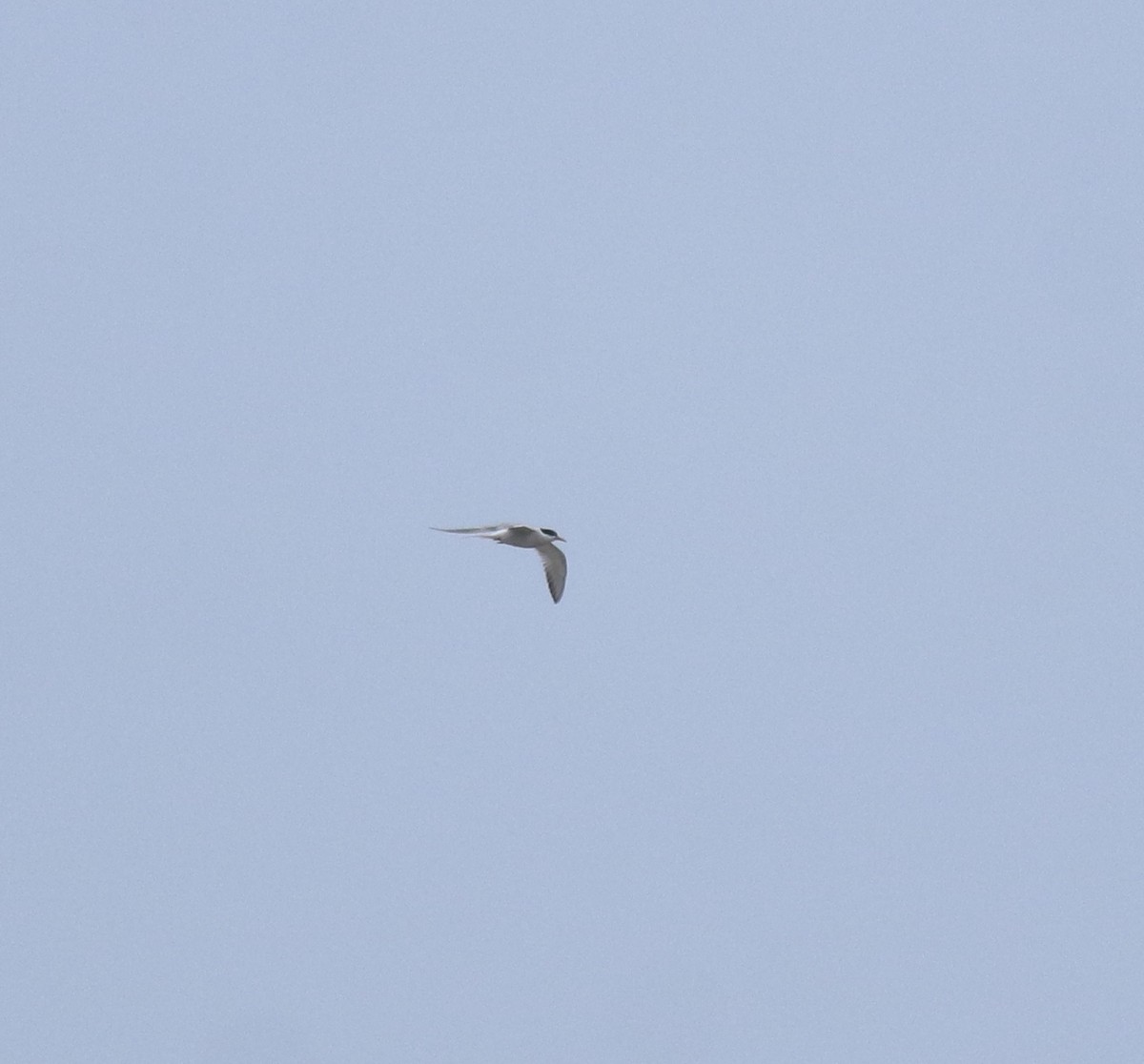 Common Tern - ML644595644