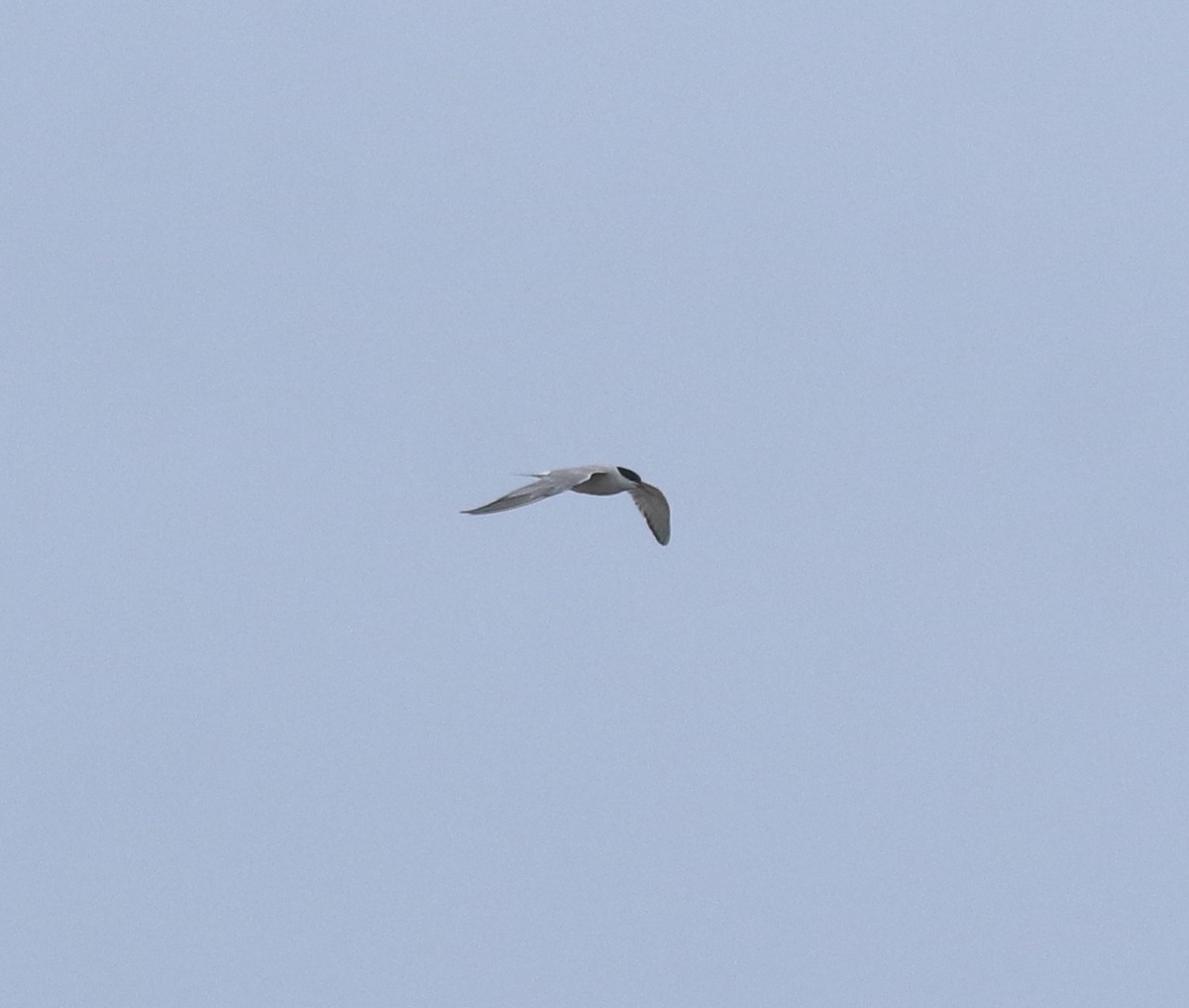 Common Tern - ML644595645