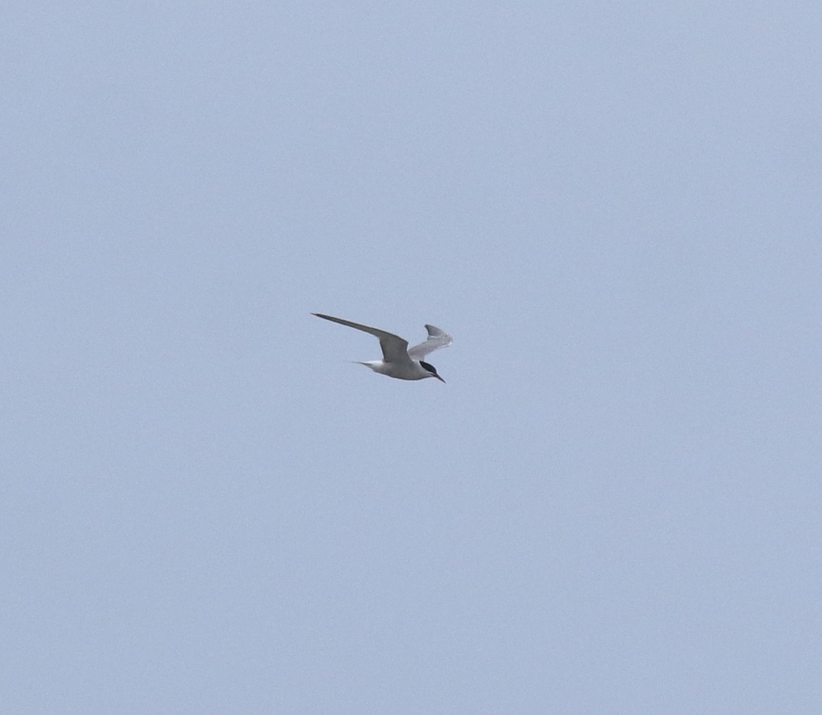 Common Tern - ML644595646