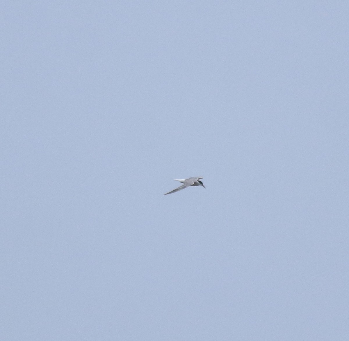 Common Tern - ML644595648