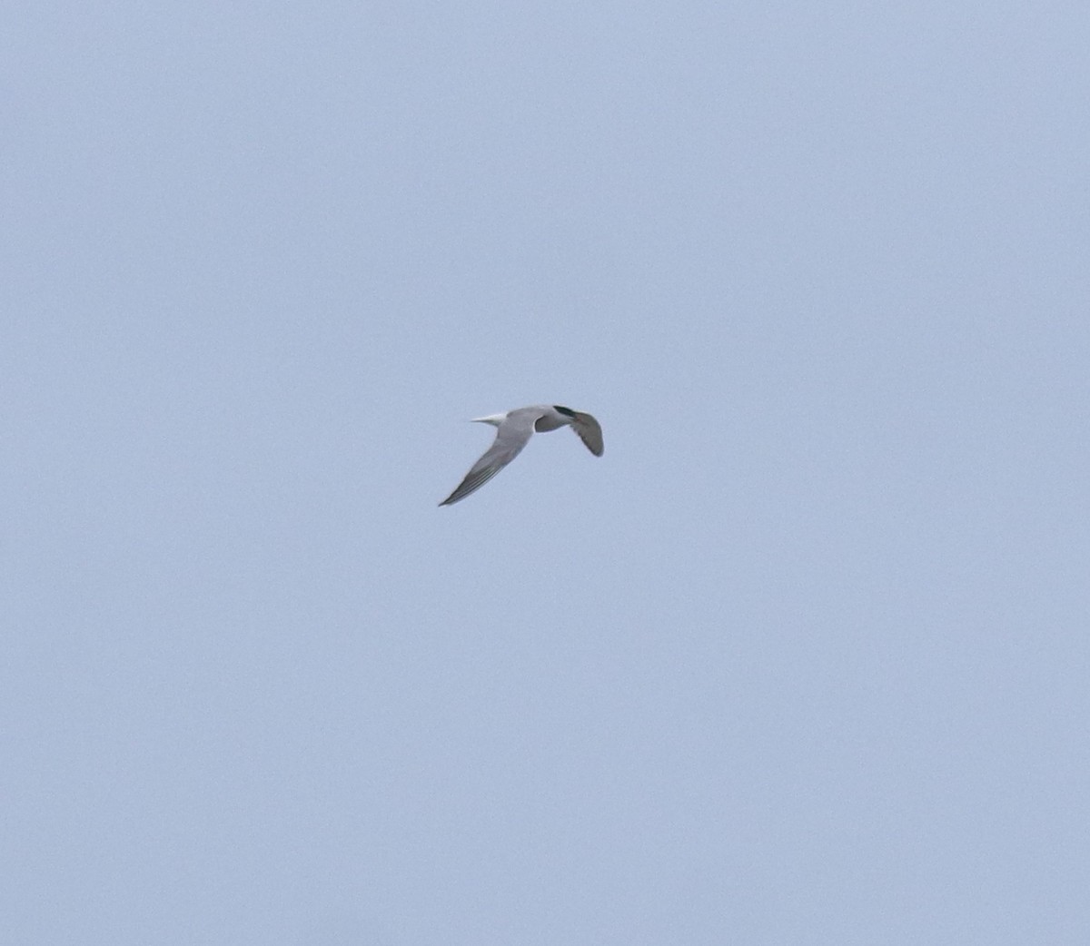 Common Tern - ML644595649