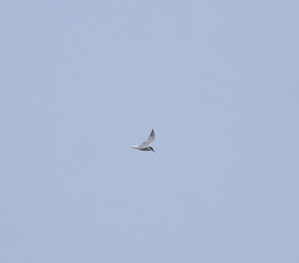 Common Tern - ML644595650