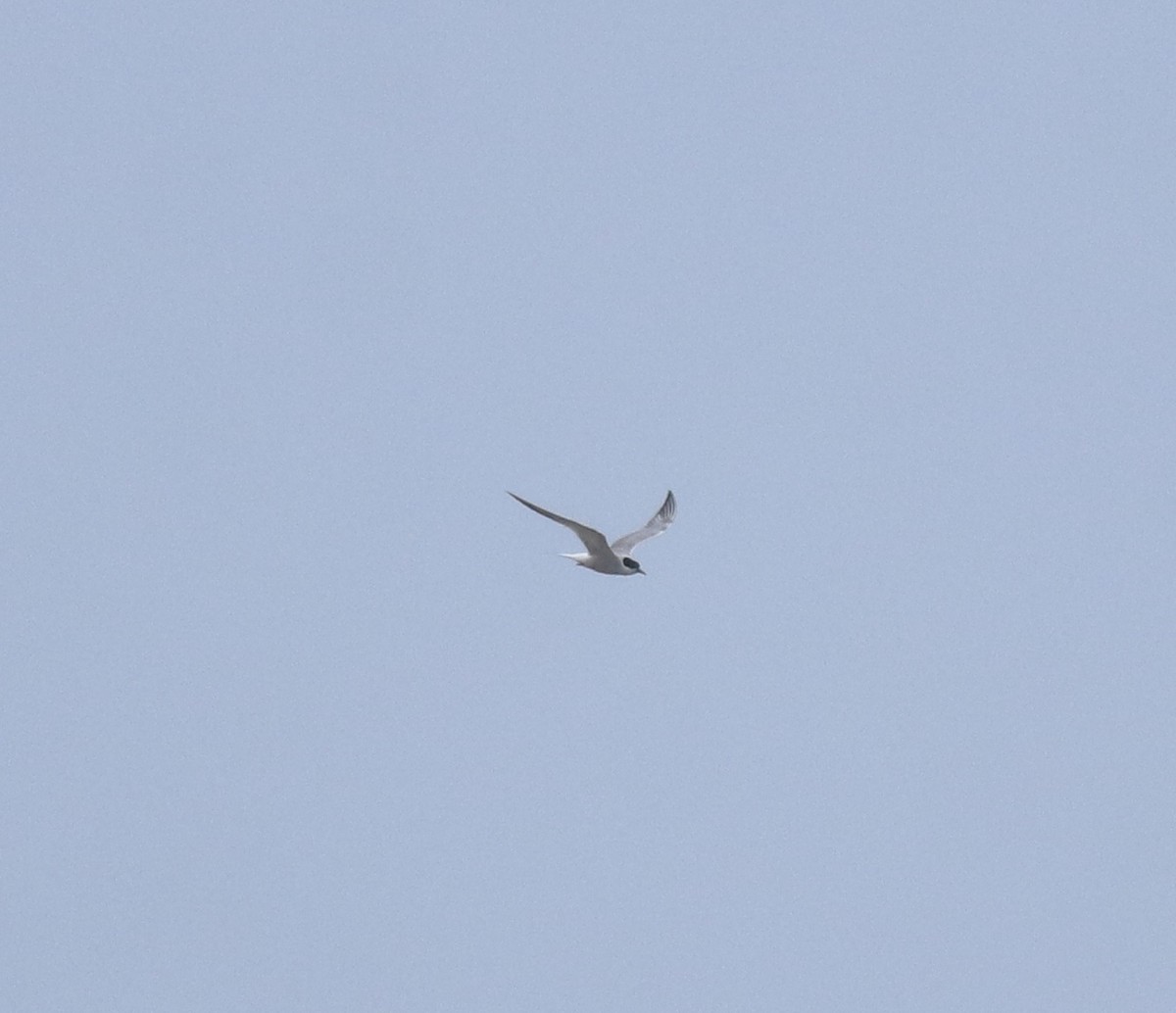 Common Tern - ML644595652