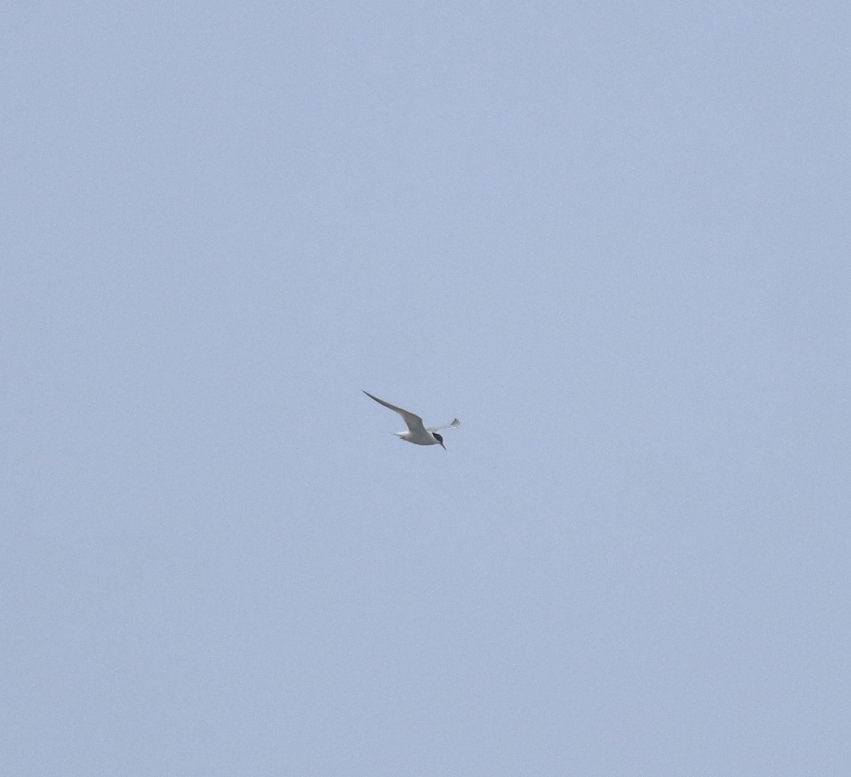 Common Tern - ML644595653