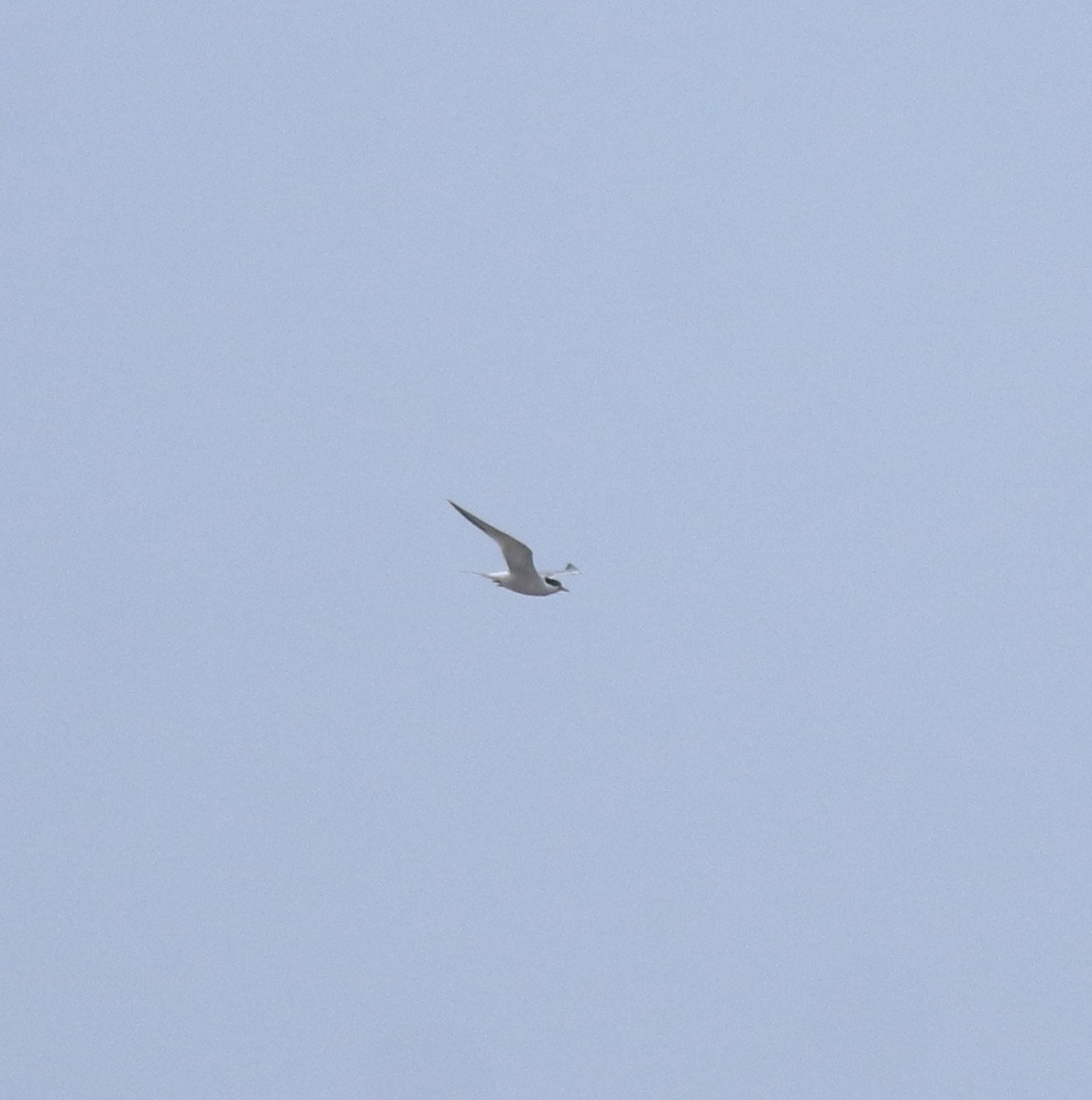 Common Tern - ML644595654