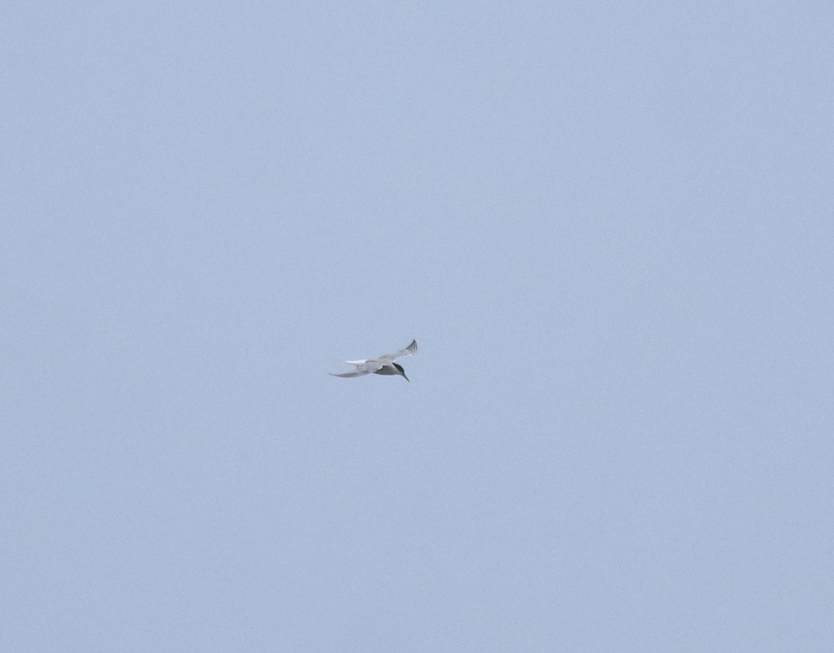 Common Tern - ML644595655