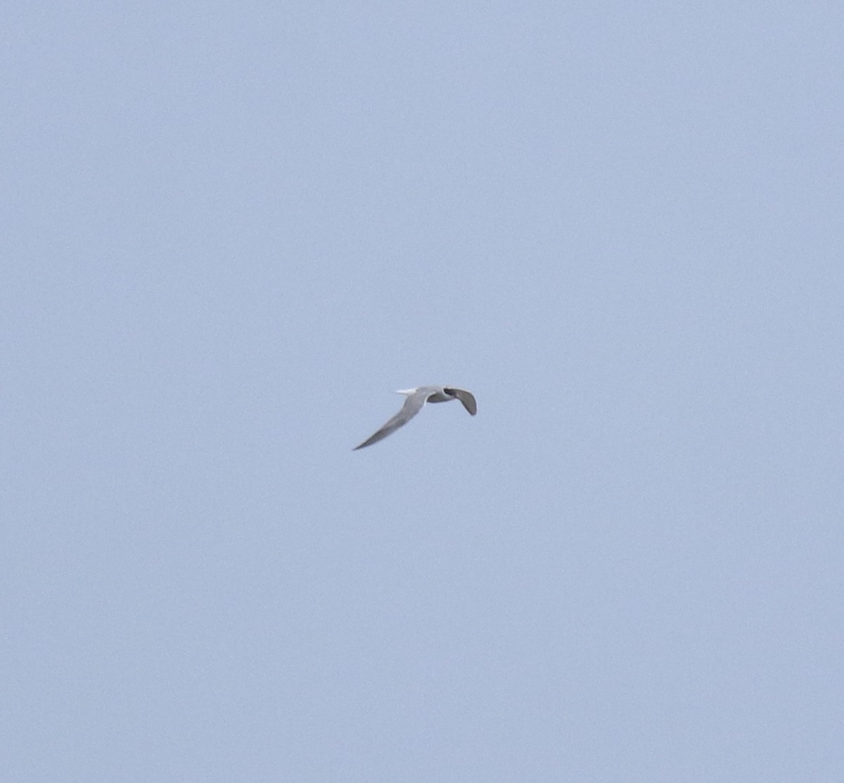 Common Tern - ML644595657