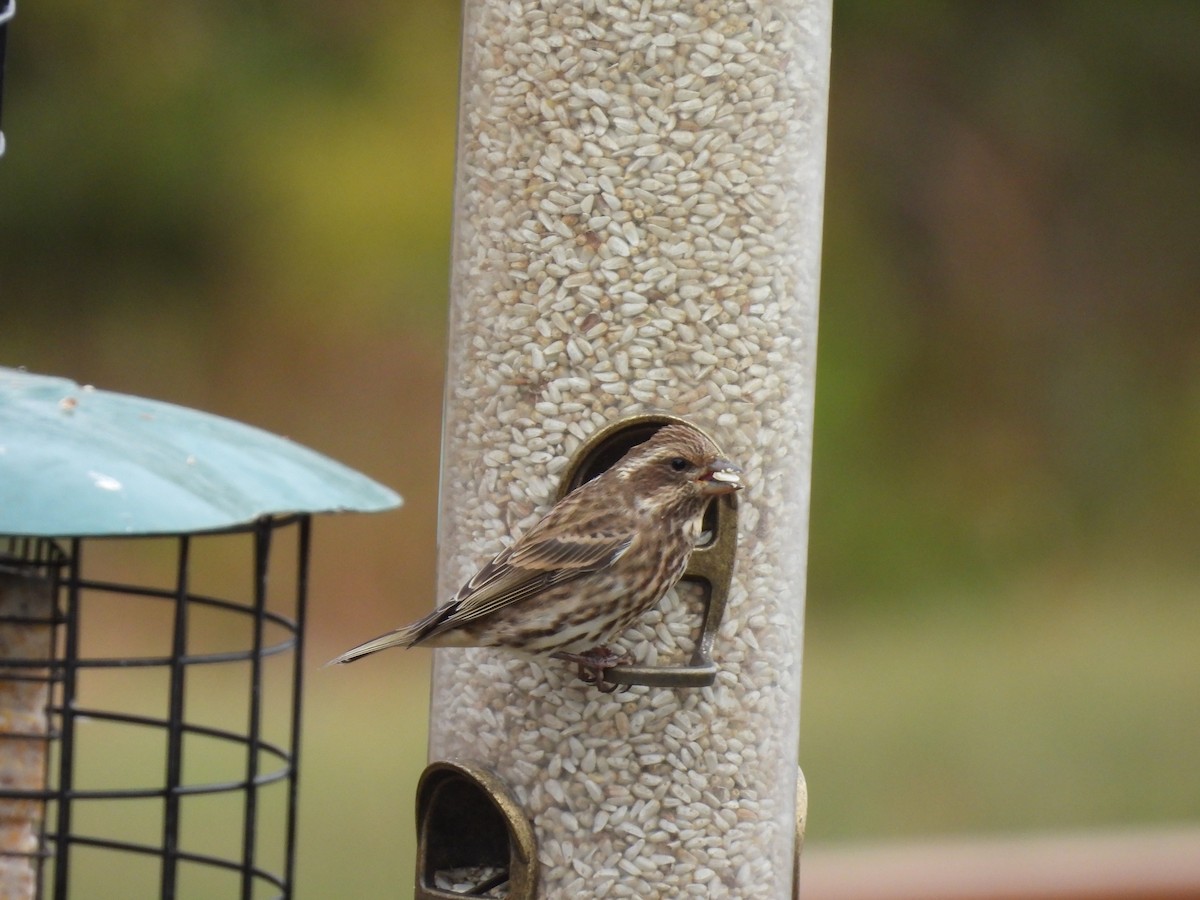 hýl nachový - ML644595662