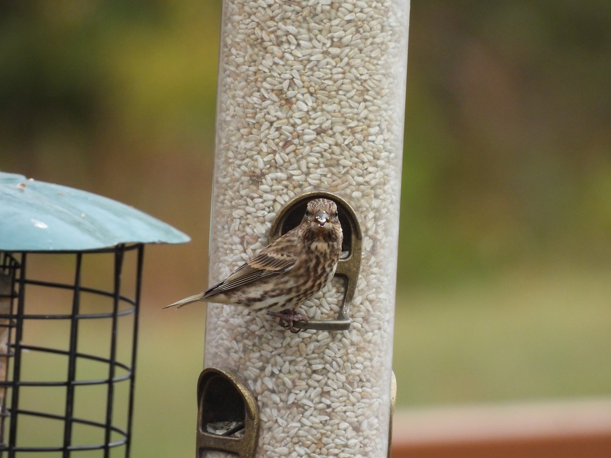 hýl nachový - ML644595663