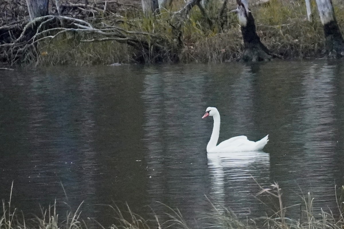 疣鼻天鵝 - ML644595664