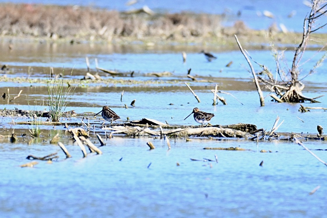 Agachadiza Común - ML644595665