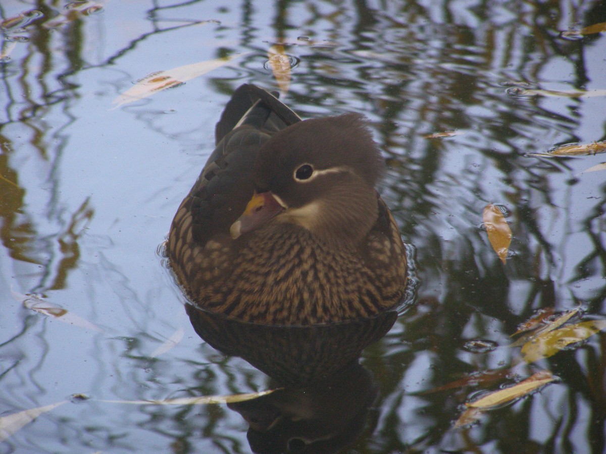 オシドリ - ML644595676