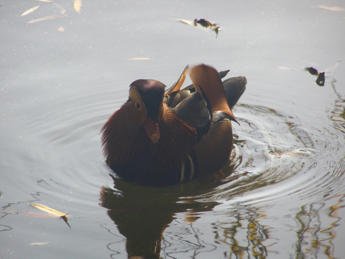 オシドリ - ML644595677