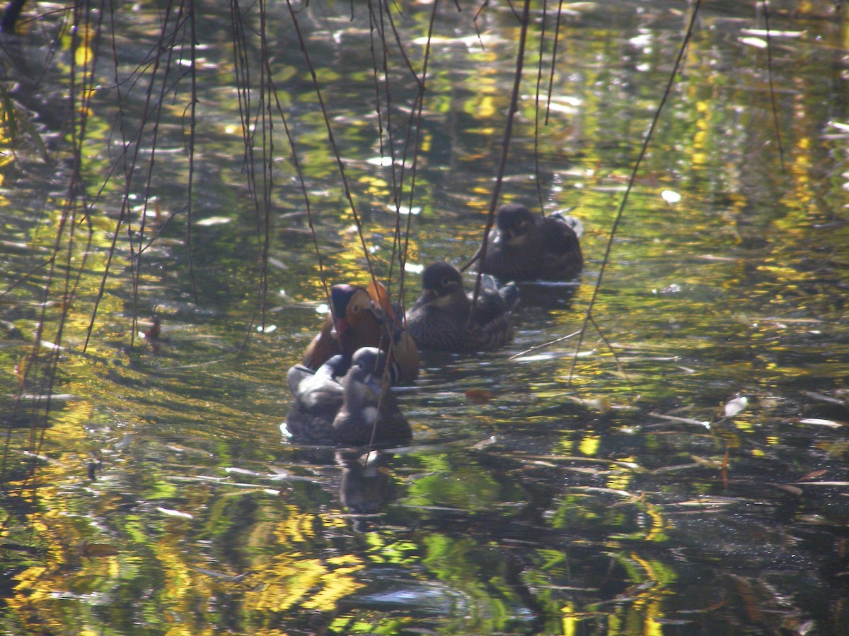 オシドリ - ML644595678