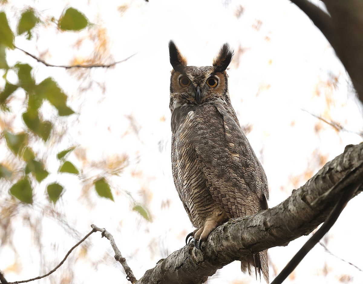Great Horned Owl - ML644595683