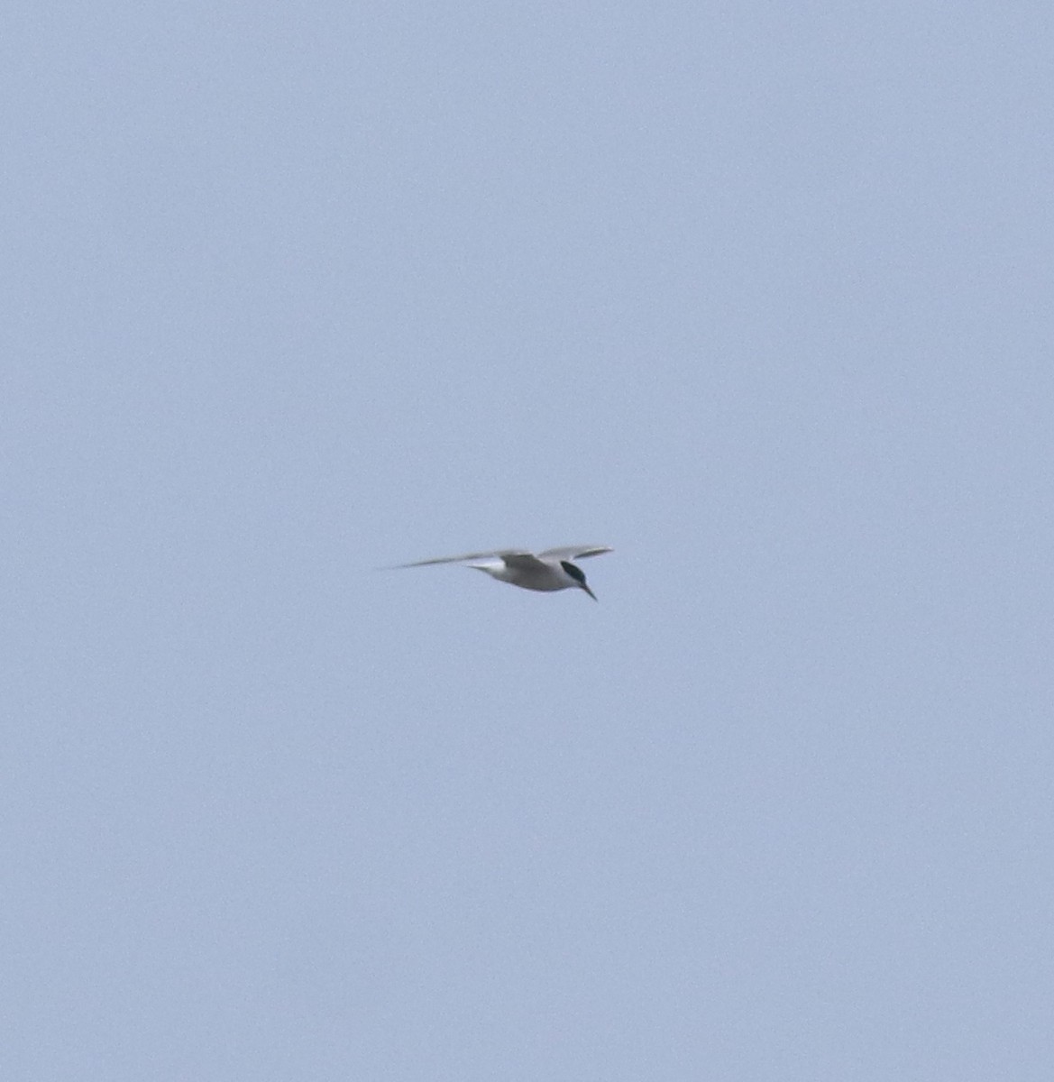 Common Tern - ML644595692