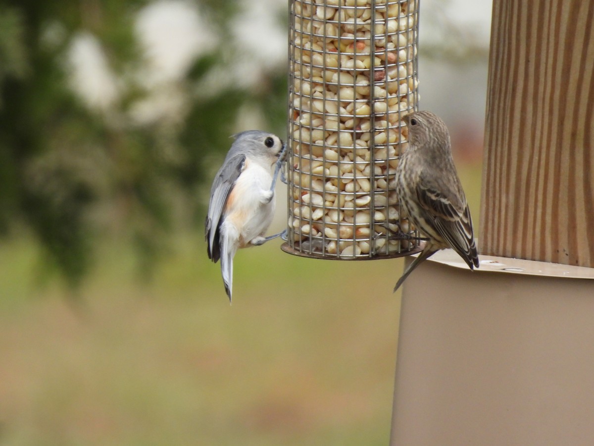 gråduskmeis - ML644595713