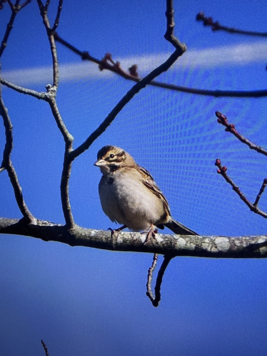 Lark Sparrow - ML644595716