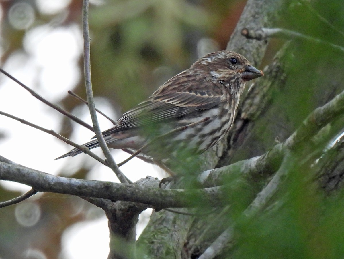 hýl nachový - ML644595717